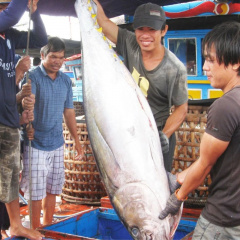 Mỹ Latin chi 12 triệu USD chỉ để mua cá biển của Việt Nam, tăng gần gấp đôi năm ngoái